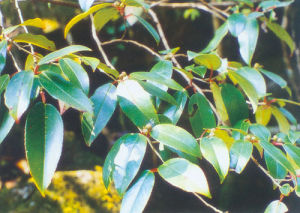 小花折柄茶 小花折柄茶