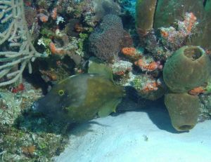 馬鞍珠點彈 馬鞍珠點彈