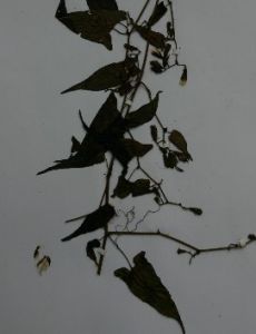 藤本福王草 藤本福王草