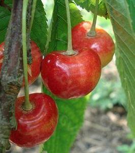 櫻桃白蜜 櫻桃白蜜