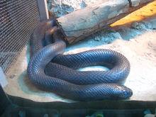 北京西郊公園園內動物