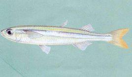 白氏銀漢魚 白氏銀漢魚