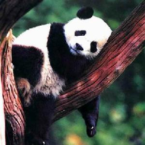 臥龍自然保護區