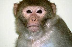 基因直接重組使幹細胞研究獲突破