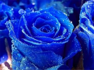 藍玫瑰花語