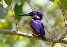 閃藍翠鳥 閃藍翠鳥