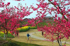 秀麗東方桃花節 秀麗東方桃花節