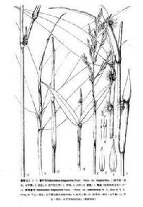 箬葉竹(原變種) 箬葉竹(原變種)