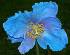 報春綠絨蒿 報春綠絨蒿