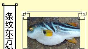 條紋東方魨 條紋東方魨