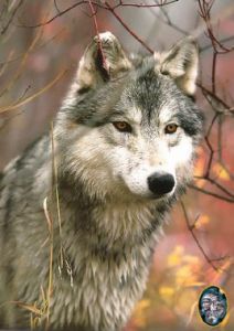 狼道精神 狼道精神