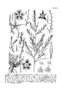 木地膚 (原變種)