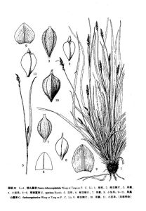 鳳凰山薹草 鳳凰山薹草