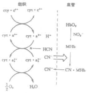 （圖）氰離子對細胞呼吸鏈的抑制