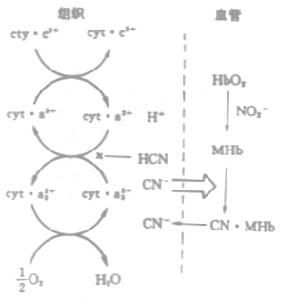 （圖）氰離子對細胞呼吸鏈的抑制
