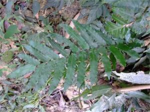 擬貫眾屬 擬貫眾屬