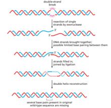 非同源性末端接合