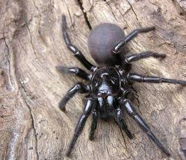 漏斗網蜘蛛 漏斗網蜘蛛