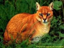 非洲金貓 非洲金貓