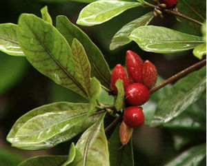 牛耳楓根 牛耳楓根