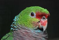 紅胸亞馬孫鸚哥 紅胸亞馬孫鸚哥