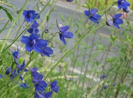 擬藍翠雀花 擬藍翠雀花