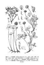 白車軸草[豆科植物]