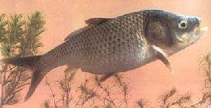 雲南大頭魚 雲南大頭魚