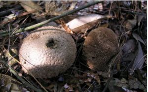 物種性別：不清圖片說明