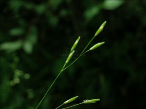 日本龍常草 日本龍常草