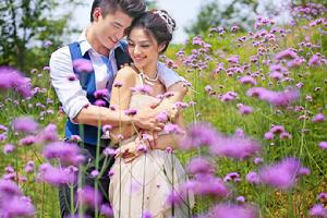 株洲蝴蝶樹樣片