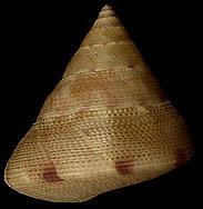 陀螺鐘螺 陀螺鐘螺