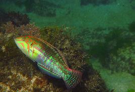 頸帶海豬魚 頸帶海豬魚