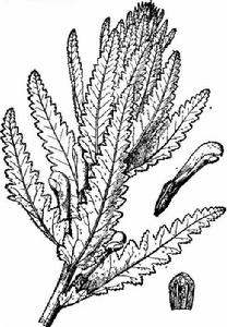 山西馬先蒿 山西馬先蒿