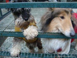 小狗換腸子 小狗換腸子