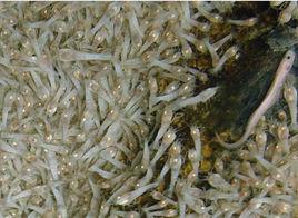 白色盲蝦 白色盲蝦