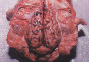 豬的狂犬病 腦部檢查