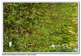 大花水蓑衣 大花水蓑衣