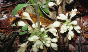 台灣粘冠草 台灣粘冠草