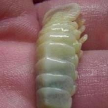 貝杯蟲科 貝杯蟲科