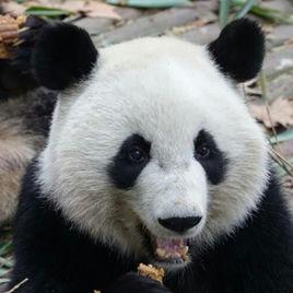 大熊貓美奐 大熊貓美奐
