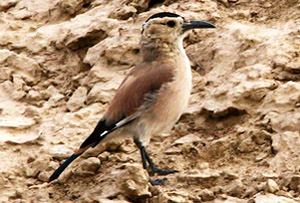 黑尾地鴉 Podoces hendersoni