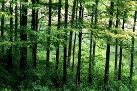 福建省政府關於穩定山權林權若干具體政策的規定 福建省政府關於穩定山權林權若干具體政策的規定