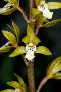 山蘭[山蘭屬植物通稱]