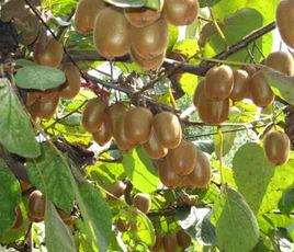 金寨獼猴桃 金寨獼猴桃