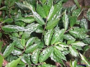 赤車使者 赤車使者