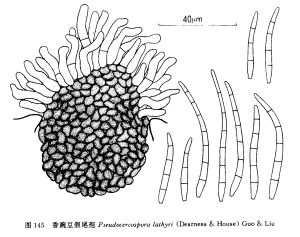 香豌豆假尾孢