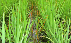 海綿基荸薺 海綿基荸薺