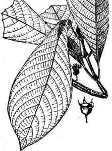 越南密脈木 越南密脈木