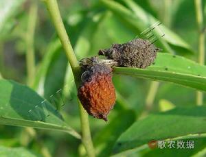 棗黑腐病 棗黑腐病